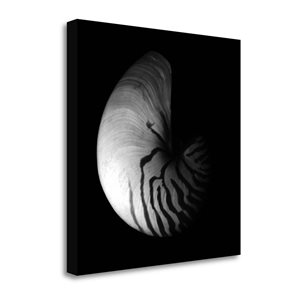 Tangletown Fine Art Shell Collection III by Ily Szilagyi 20-in x 20-in Canvas Print