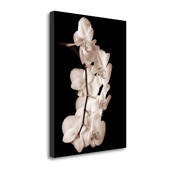 Impression sur toile Orchid Dance I par John Rehner de Tangletown Fine Art, 24 po x 18 po