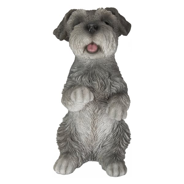 Miniature Schnauzer Our beautiful pictures are available as Framed