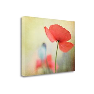 Tangletown Fine Art Frameless 21-in x 28-in "Poppy" Canvas Print
