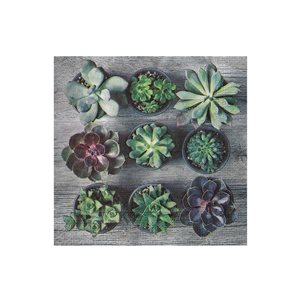 IH Casa Decor 20-Pack 3-Ply Paper Napkins (Potted Succulents) - Set of 6