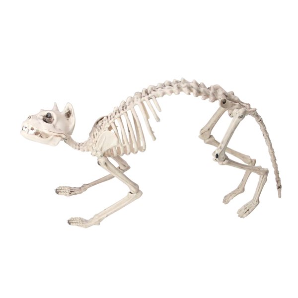 Keira the Cat Skeleton ~ $30