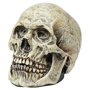 Ghoulish Productions Human Skull Halloween Decoration