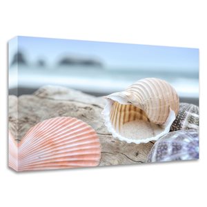Impression sur toile sans cadre «Crescent Beach Shells 9» 18 po x 27 po par Tangletown Fine Art
