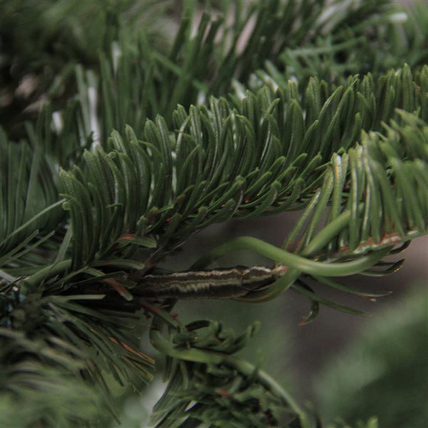 Northlight 6.5 ft Layered Nordmann Fir Artificial Christmas Tree - Unlit