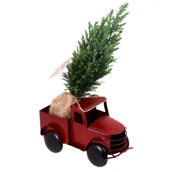 Tropi Co 12-in Pickup Decor and Live Mini Christmas Tree - Set of 4