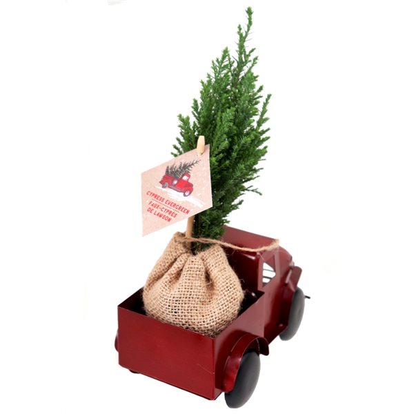Tropi Co 12-in Pickup Decor and Live Mini Christmas Tree - Set of 4