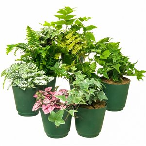 Tropi Co Spreading Plants Collection 8-Pack