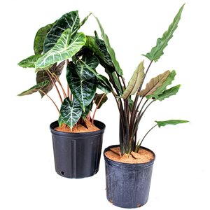 Tropi Co. Extra Large 10-in Pot Alocasia Houseplant - 2-Pack