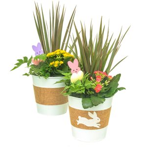 Tropi Co Rabbit Easter Indoor Gardens 2-Pack