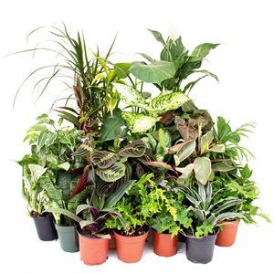 Tropi Co. Low-Light Indoor Plant Collection 6-Pack