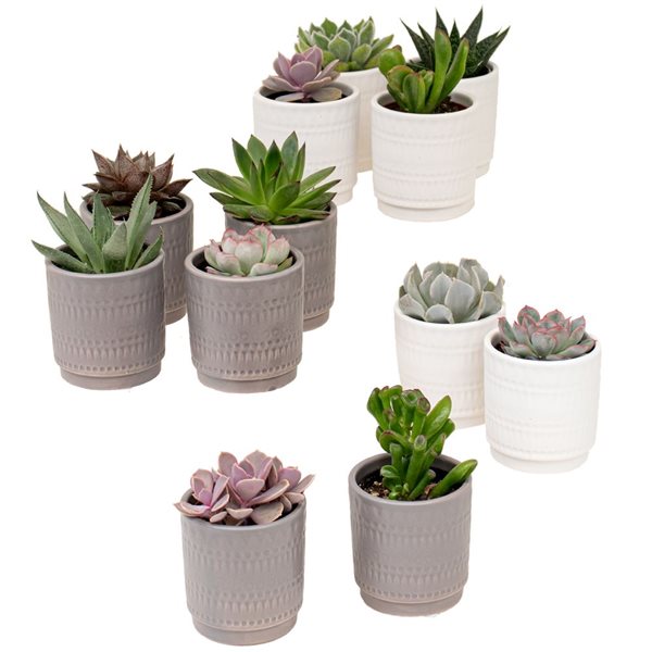 Tropi Co 12 Pack Succulent With Ceramic Pots Zuna125 Rona 4757