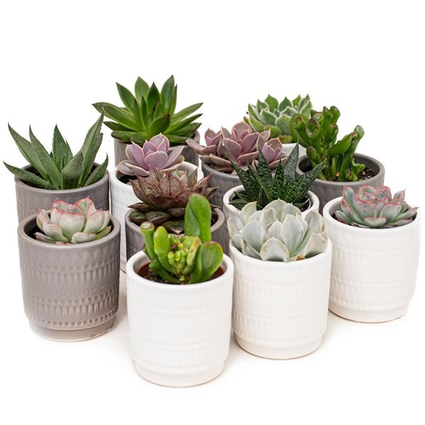 Tropi Co 12 Pack Succulent With Ceramic Pots Zuna125 Rona 6300