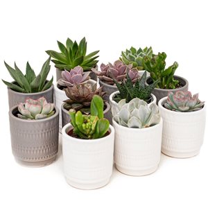 Tropi Co. 12-Pack Succulent with Ceramic Pots