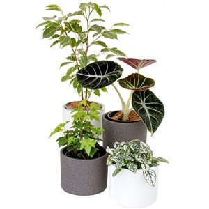 Tropi Co. Home Office Indoor Plant Collection 4-Pack