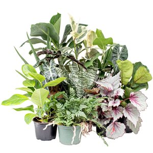 Tropi Co. Air-Purifying Medium Indoor Plant Collection 4-Pack