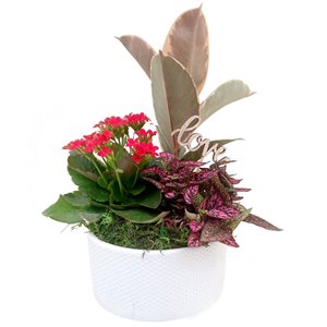 Tropi Co DIY Seasonal Indoor Garden Kit - Live Plants Included