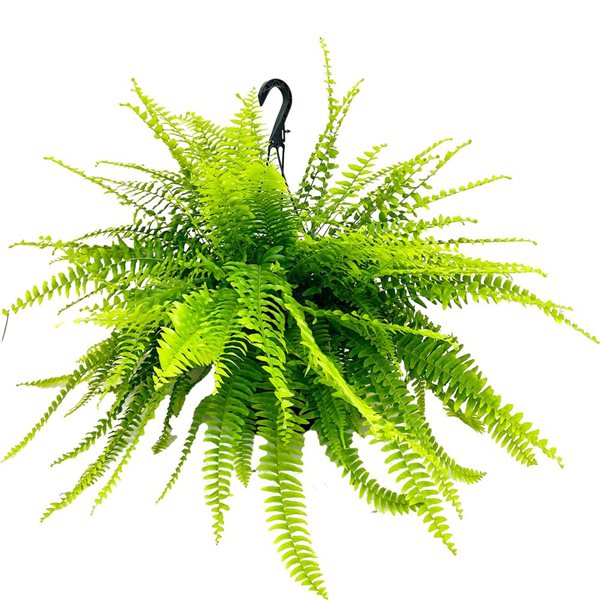 Ensemble de 4 fougères de Boston d’intérieur par Tropi Co. RONA