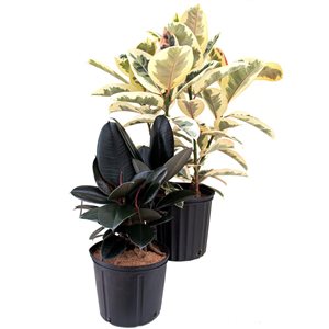 Tropi Co. 10-in Extra Ficus Houseplant 2-Pack
