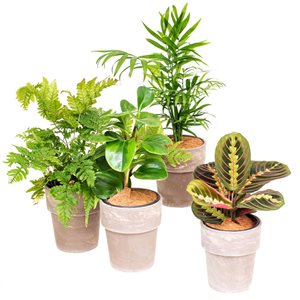 Tropi Co. Pet-Friendly Plant Collection - 4-Pack with Pots