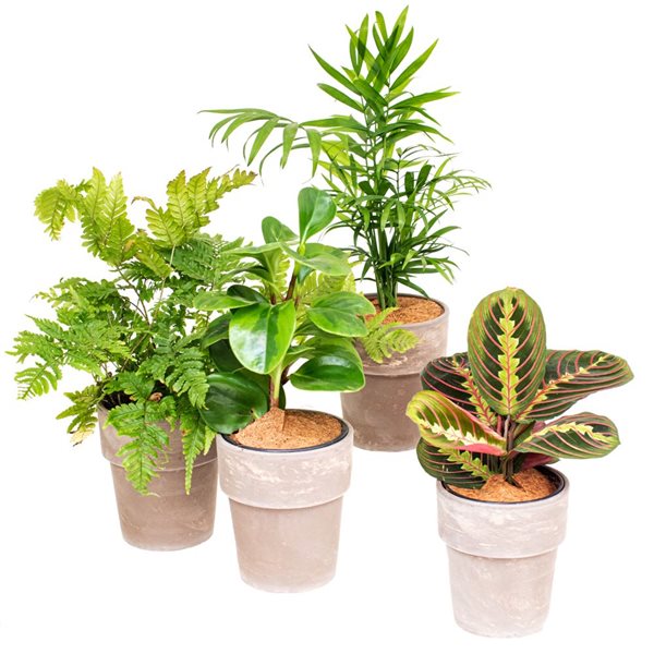 Meuble pour Plantes d'Intérieur Design – Pots de Fleurs and Co