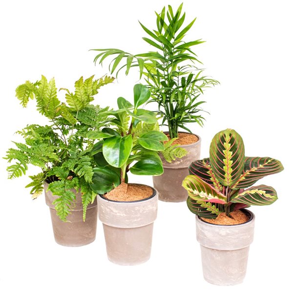 Lot 4 Plantes "Pet Friendly" Non Toxiques - Palmier, Bananier, Arbre à Monnaie, Calathea - 30-60 Cm