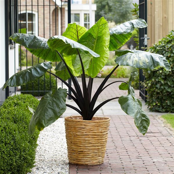 Tasc Elephant Ear Black Stem Bulbs for Planters - Pack of 2 