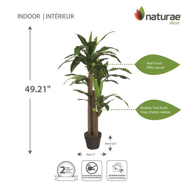 Naturae Decor Dracaena Decorative Tree in Black Pot 49-in