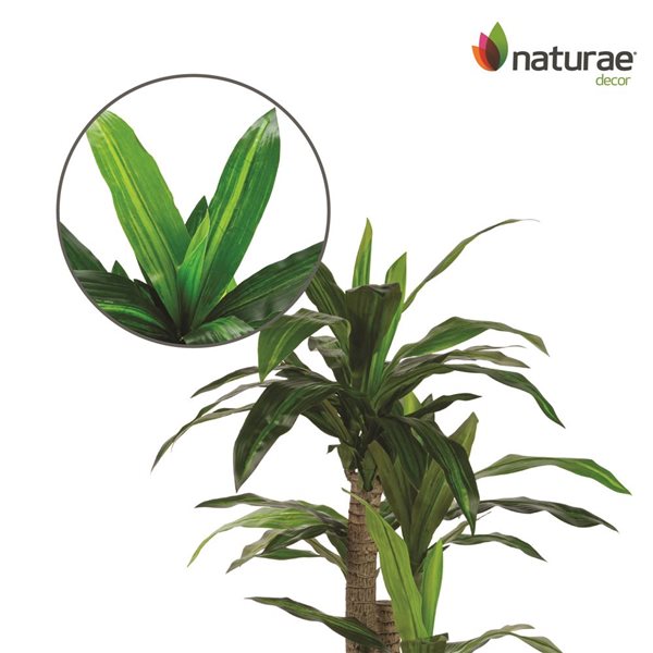 Naturae Decor Dracaena Decorative Tree in Black Pot 49-in