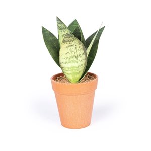 Naturae Decor Sanseveria Artifical Plant in Terra Cotta Pot 8-in