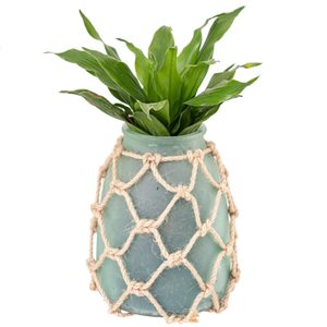 Tropi Co 2-Pack Indoor Plants with Pineapple-Shaped Pots
