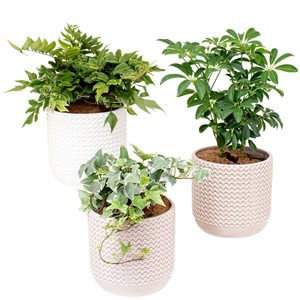 Tropi Co 3-Pack Medium Indoor Plant