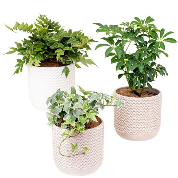 Lot 3 Couvertures Plantes Couverture Plantes L'hiver - Temu Canada