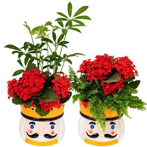 Tropi Co 14-in Seasonal Garden in Toy Soldier Container 4-Pack