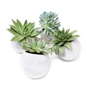 Tropi Co 4-Pack Succulent Collection with Concrete Pots