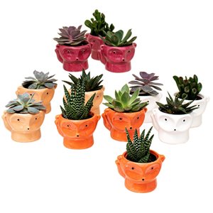 Tropi Co 12-Pack Succulent Favours Collection with Luna Ceramic Pots