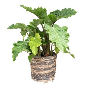 Tropi Co 3-pack 10.5 x 10-in Woven Baskets for Houseplants