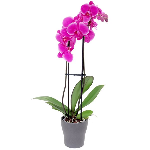 Tropi Co 2Pack Flowering Orchid Collection with Stone Finish Ceramic Pots RONA