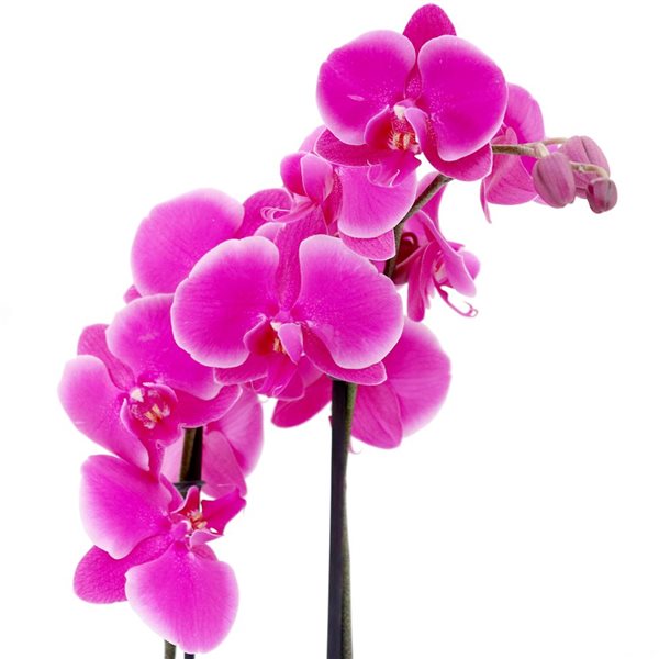 Tropi Co 2Pack Flowering Orchid Collection with Stone Finish Ceramic Pots RONA