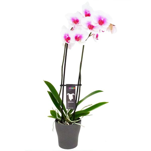 Tropi Co 2Pack Flowering Orchid Collection with Stone Finish Ceramic Pots RONA