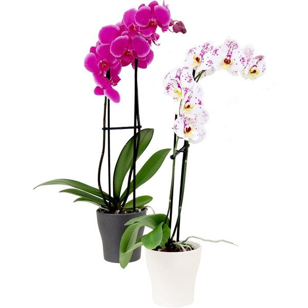 Tropi Co 2Pack Flowering Orchid Collection with Stone Finish Ceramic Pots RONA