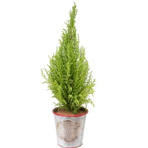 Tropi Co 16-in Festive Metal Container with Lemon Cypress Trees 4-Pack