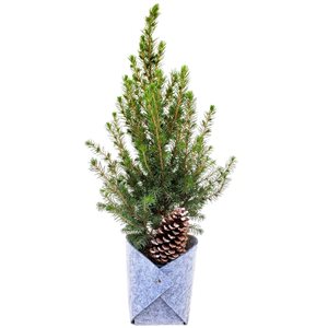Tropi Co 13-in  Seasonal Evergreen with Felt Pewter Covers 4-Pack