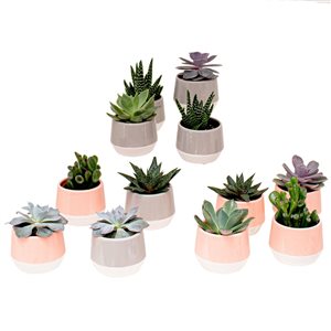 Tropi Co 12-Pack Succulent Favours Collection with Madison Ceramic Pots