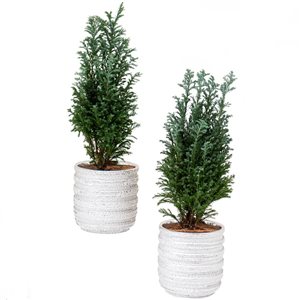 Tropi Co 13-in Seasonal Evergreen Trees in Festive Container 4-Pack
