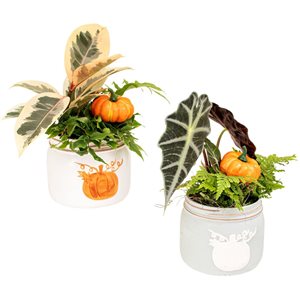 Tropi Co 2-Pack Fall Pumpkin Tropical Gardens with Live Plants