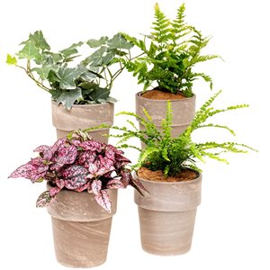 Tropi Co 4-Pack Houseplant with Clay Pots