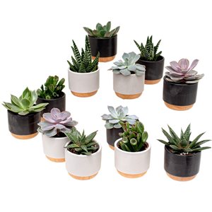 Tropi Co 12-Pack Succulent Favours Collection with Ceramic Pots