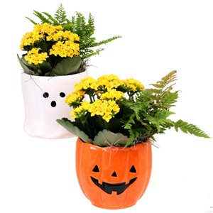 Tropi Co 2-Pack indoor plants with Halloween pots by Tropi Co