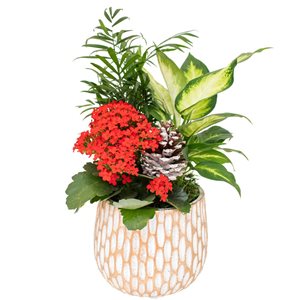Tropi Co 2-Pack Seasonal Indoor 7-in Decorative Planters with Live Plants